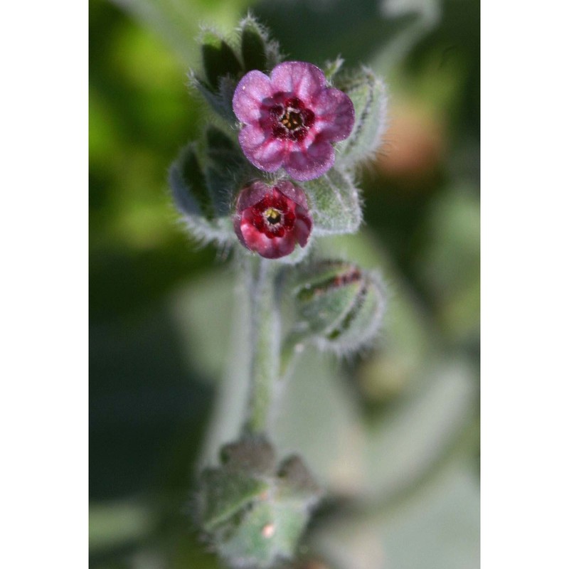 cynoglossum columnae biv.