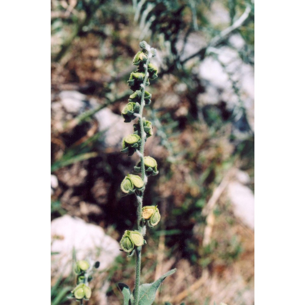 cynoglossum columnae biv.