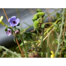 cynoglossum creticum mill.