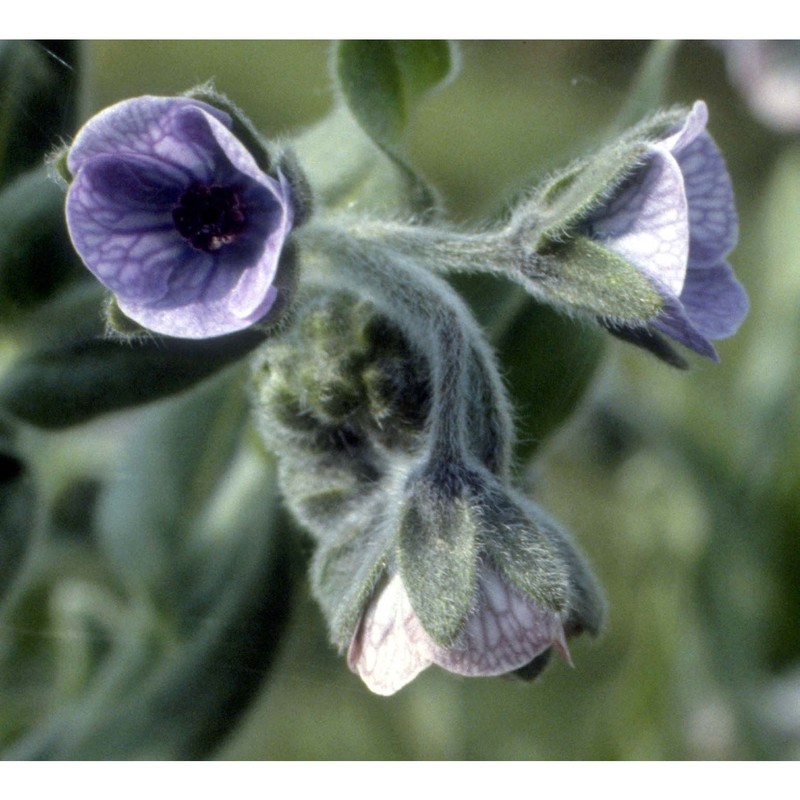 cynoglossum creticum mill.