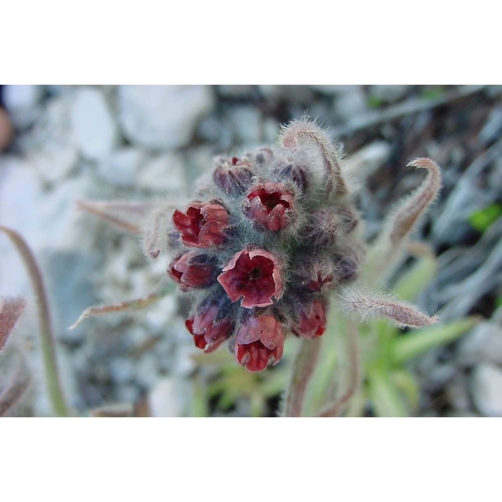 cynoglossum magellense ten.