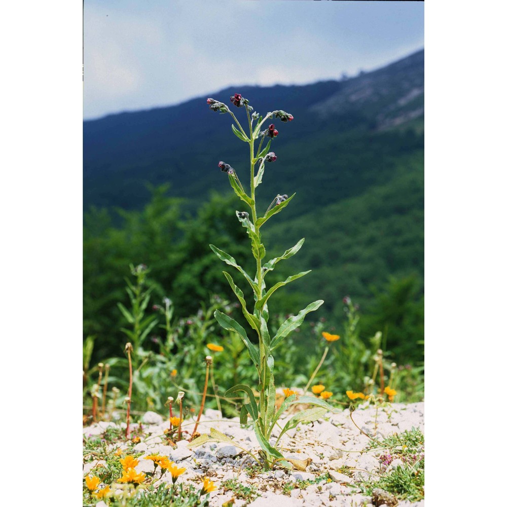 cynoglossum montanum l.