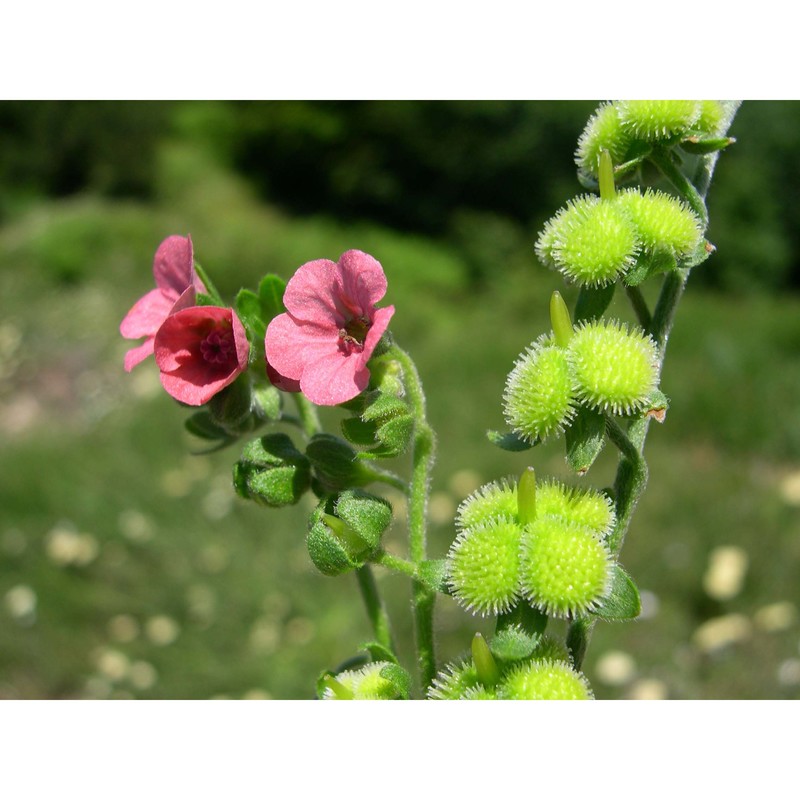 cynoglossum montanum l.