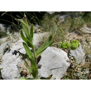 cynoglossum nebrodense guss.