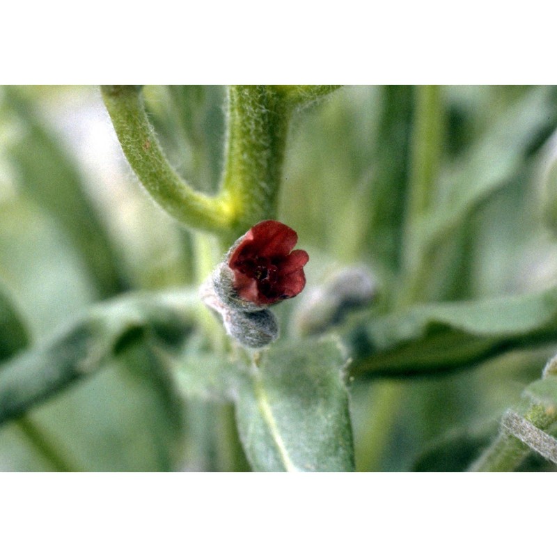 cynoglossum officinale l.