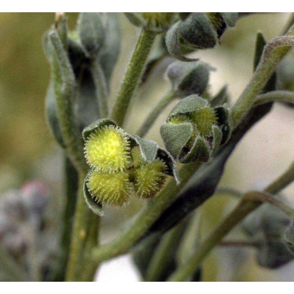 cynoglossum officinale l.