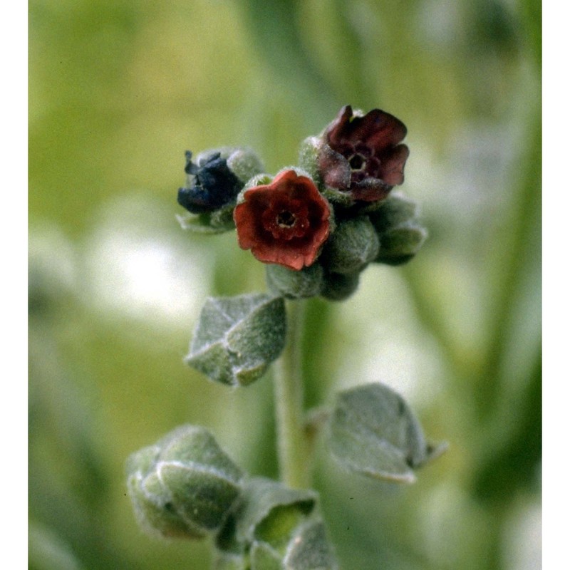 cynoglossum officinale l.