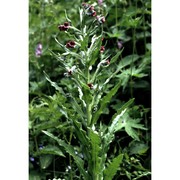 cynoglossum officinale l.