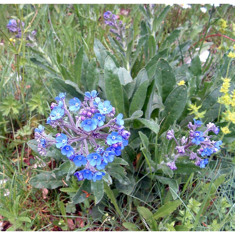 cynoglottis barrelieri (all.) vural et kit tan