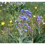 cynoglottis barrelieri (all.) vural et kit tan