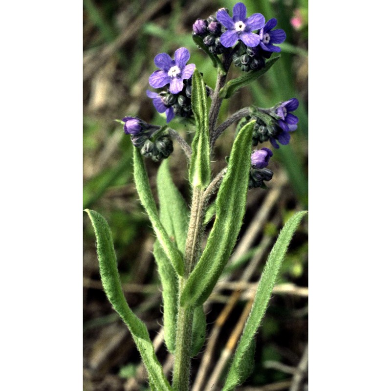 cynoglottis barrelieri (all.) vural et kit tan