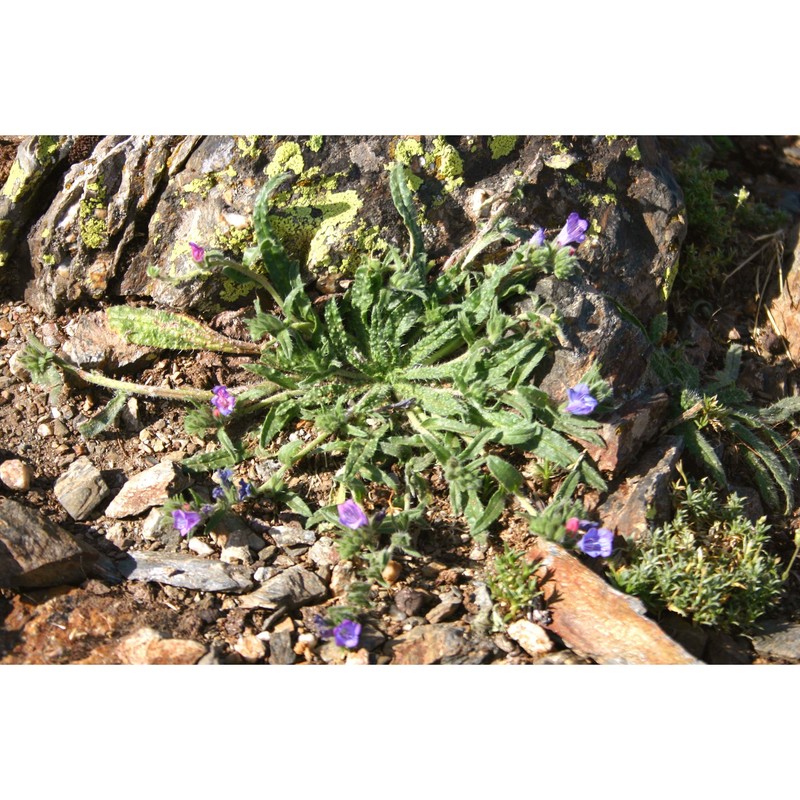 echium anchusoides bacch., brullo et selvi