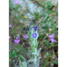 echium arenarium guss.