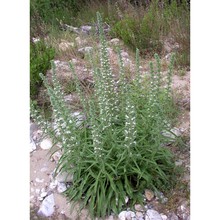 echium asperrimum lam.