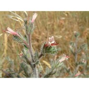 echium asperrimum lam.