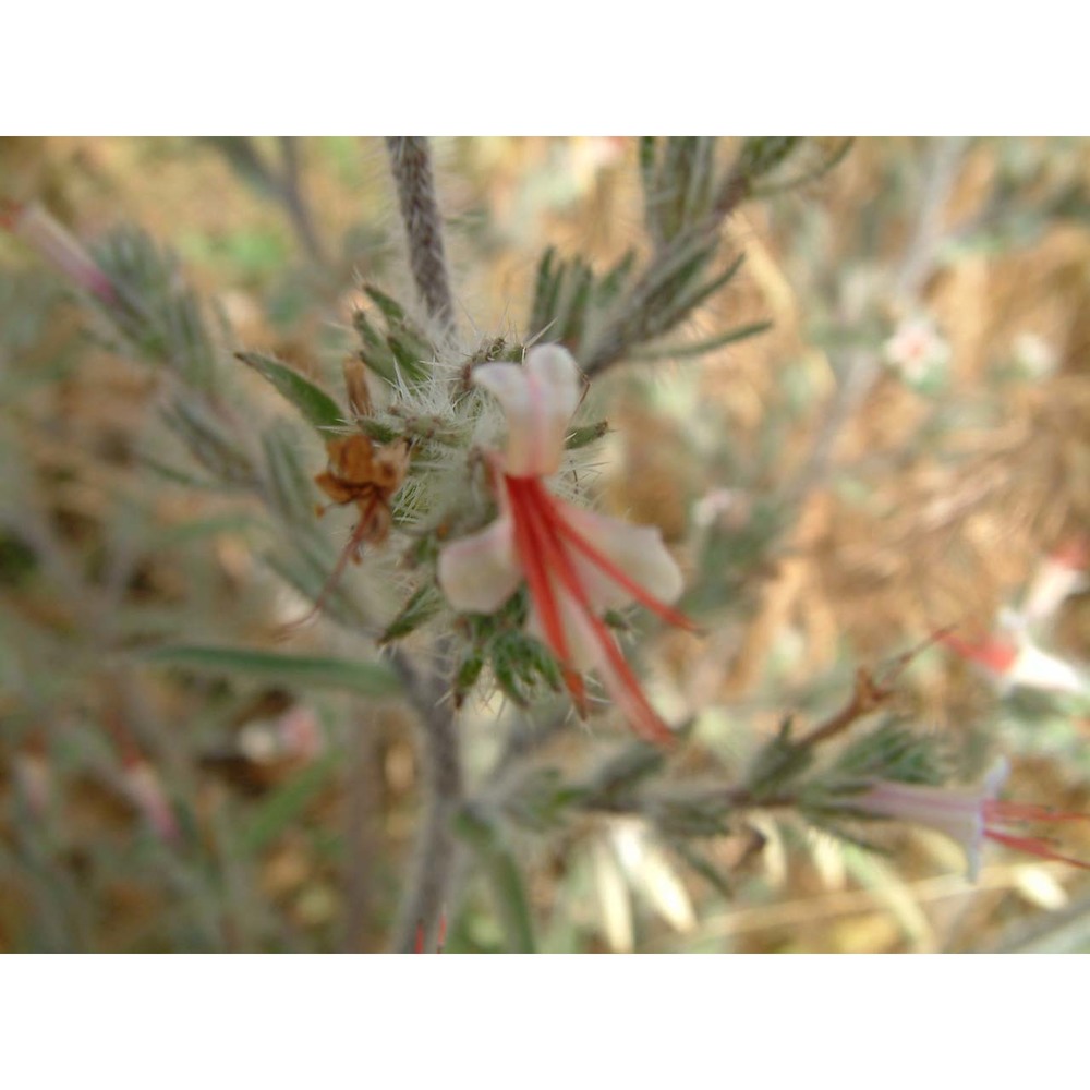 echium asperrimum lam.