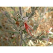 echium asperrimum lam.