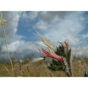 echium asperrimum lam.