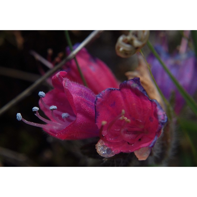 echium creticum l.