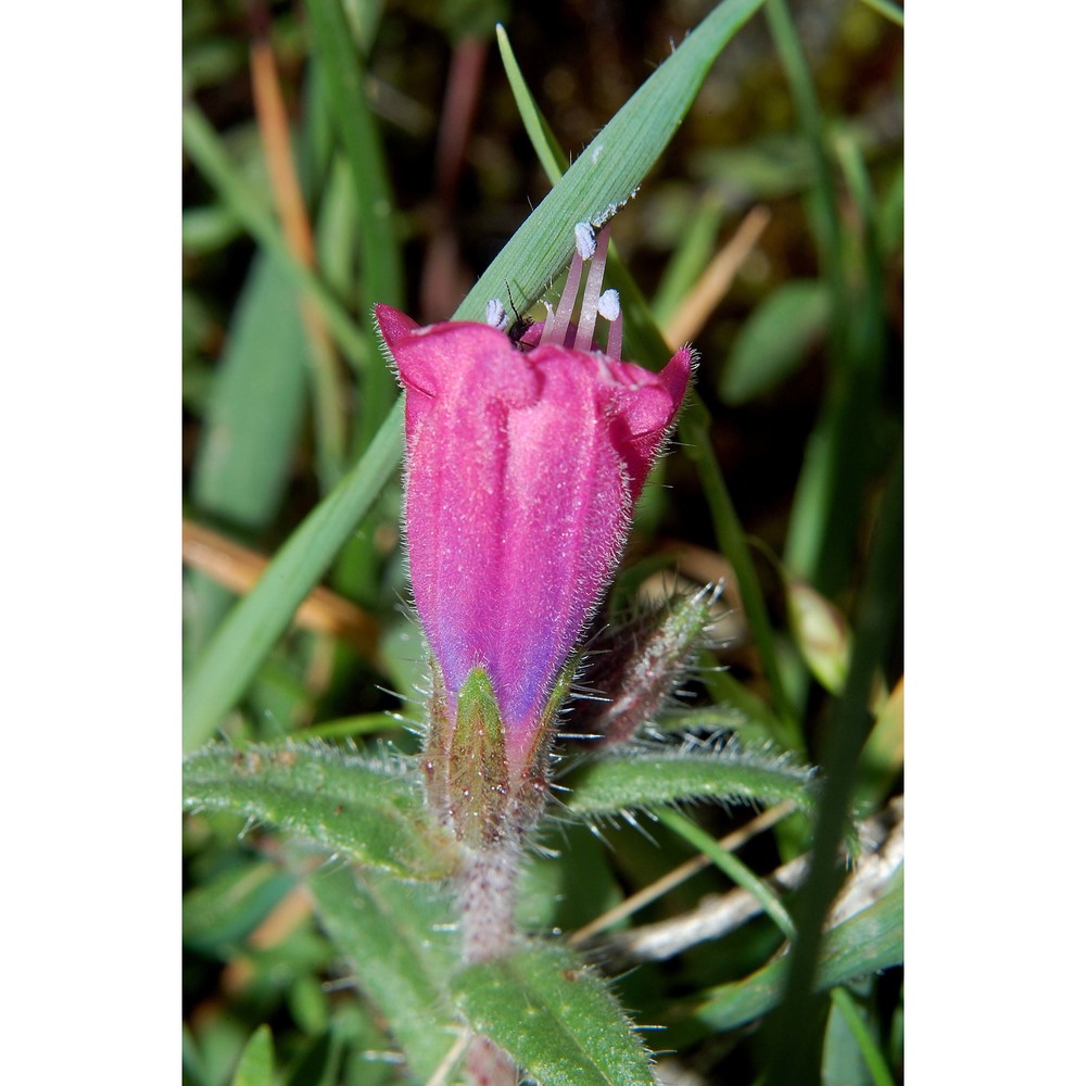 echium creticum l.