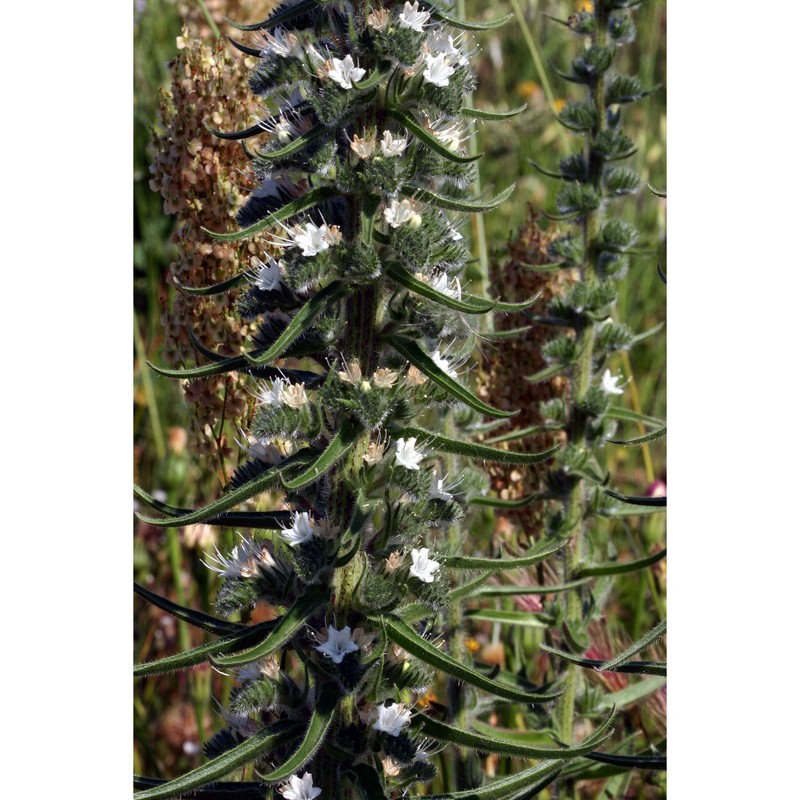 echium italicum l.