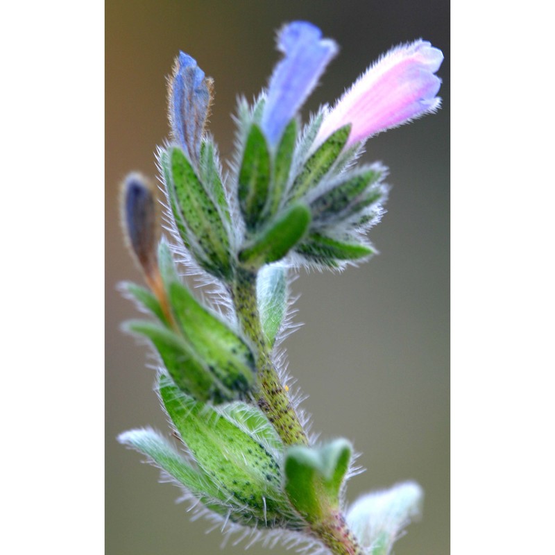 echium parviflorum moench