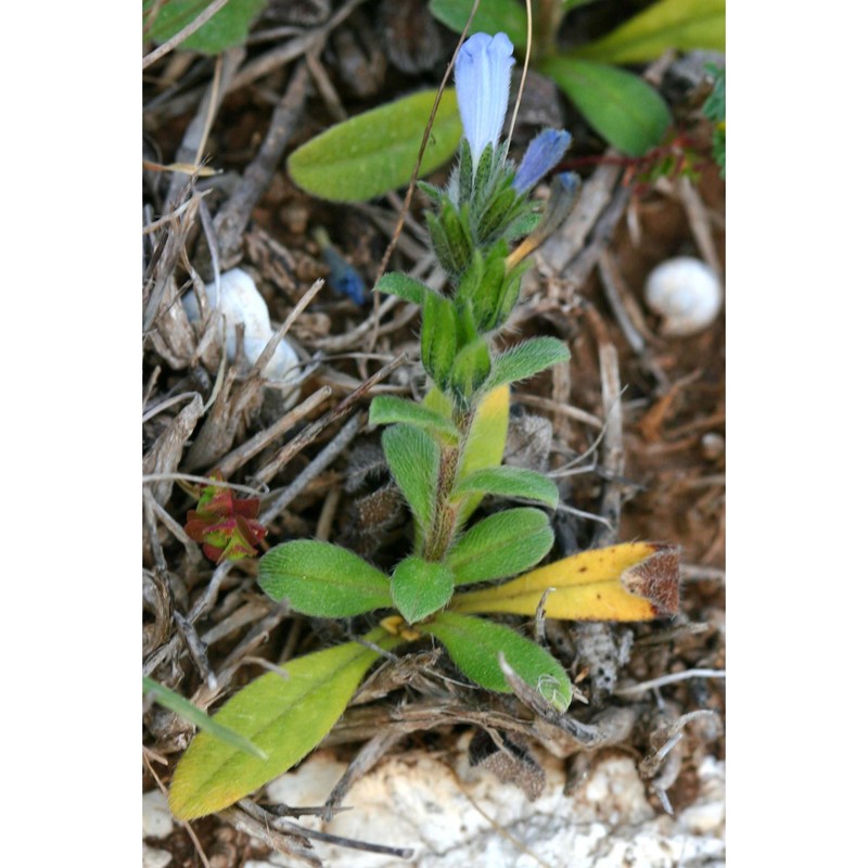 echium parviflorum moench