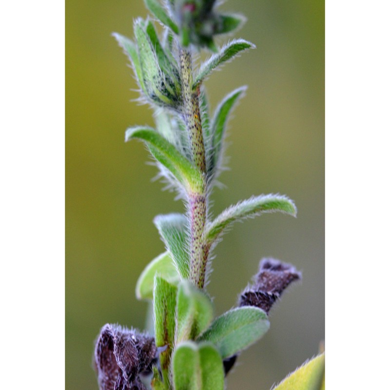 echium parviflorum moench