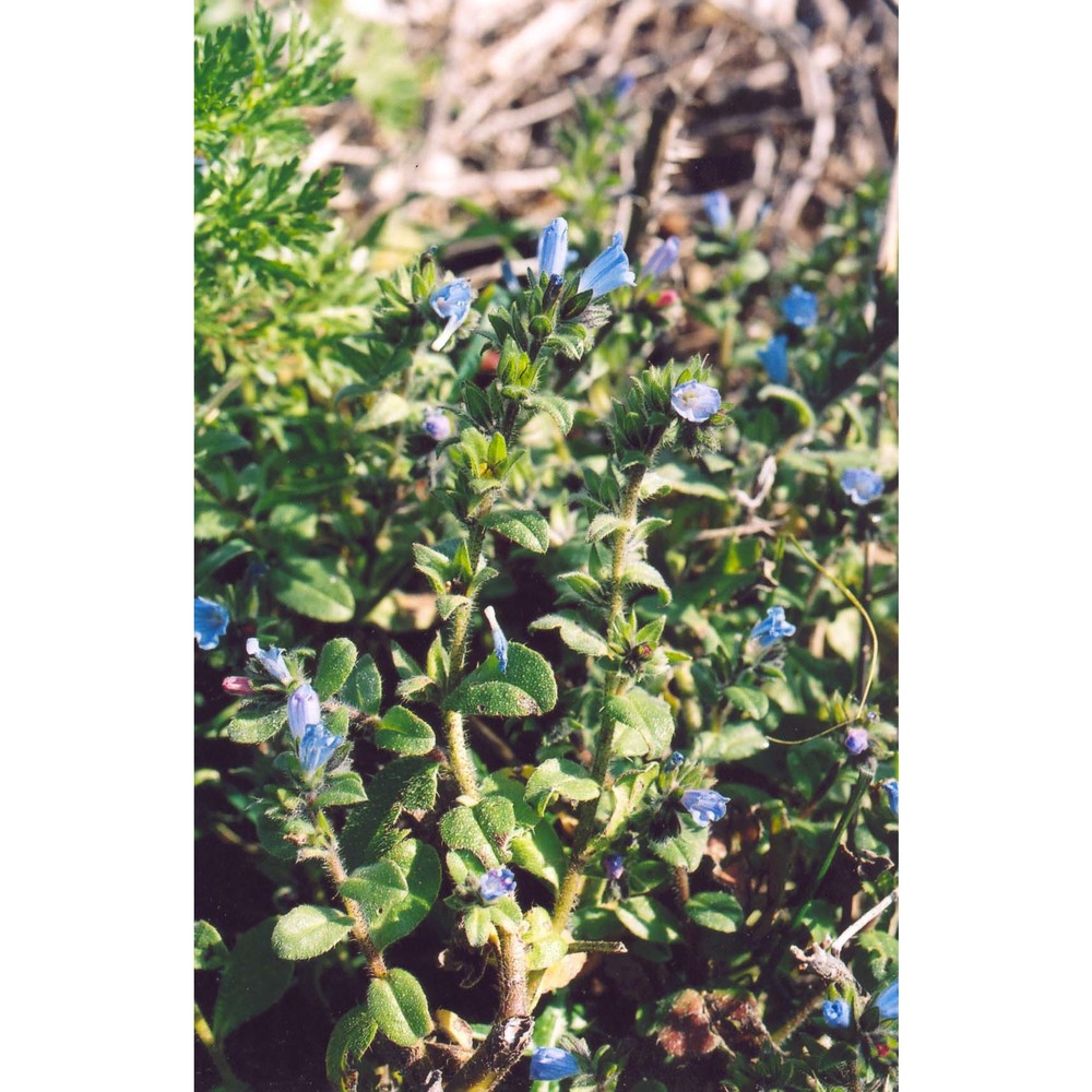 echium parviflorum moench