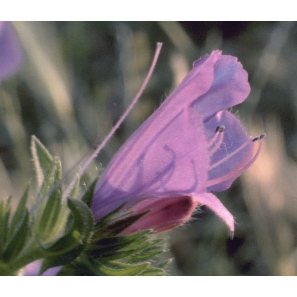 echium plantagineum l.