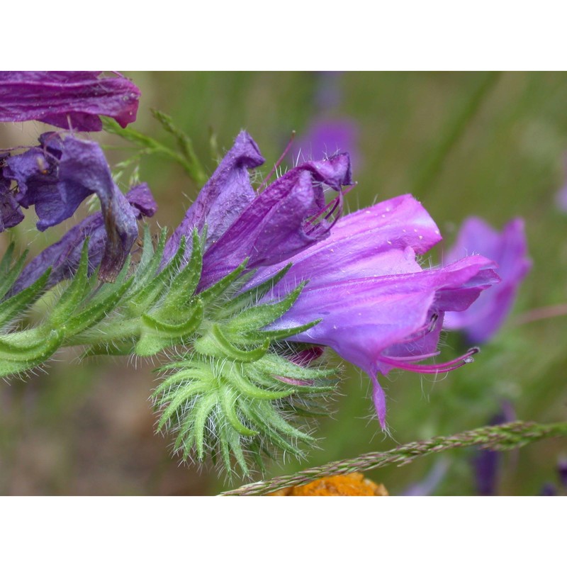 echium plantagineum l.