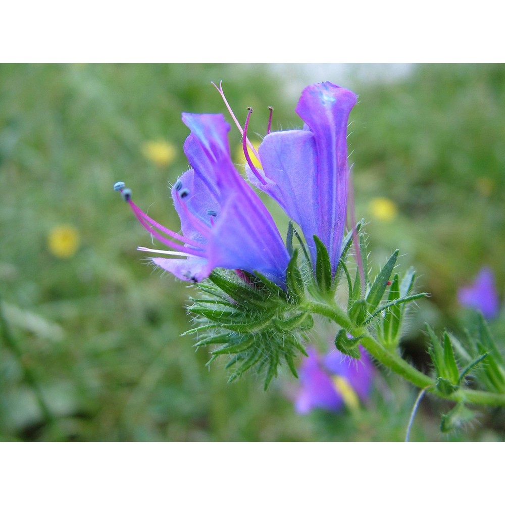 echium plantagineum l.