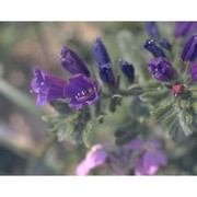 echium sabulicola pomel