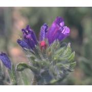 echium sabulicola pomel