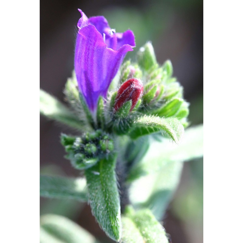 echium sabulicola pomel