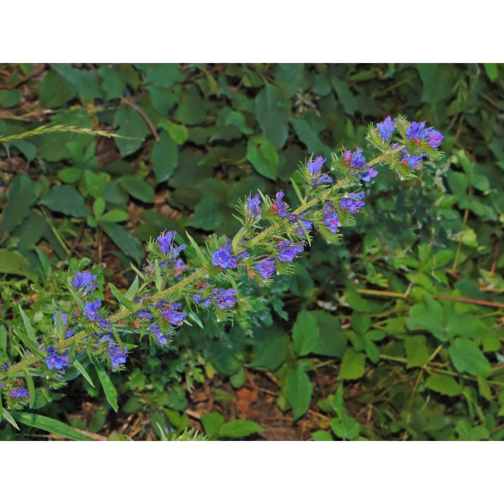 echium vulgare l.