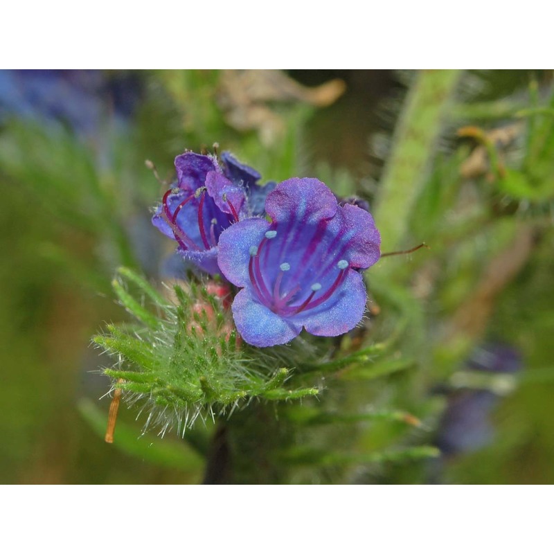 echium vulgare l.