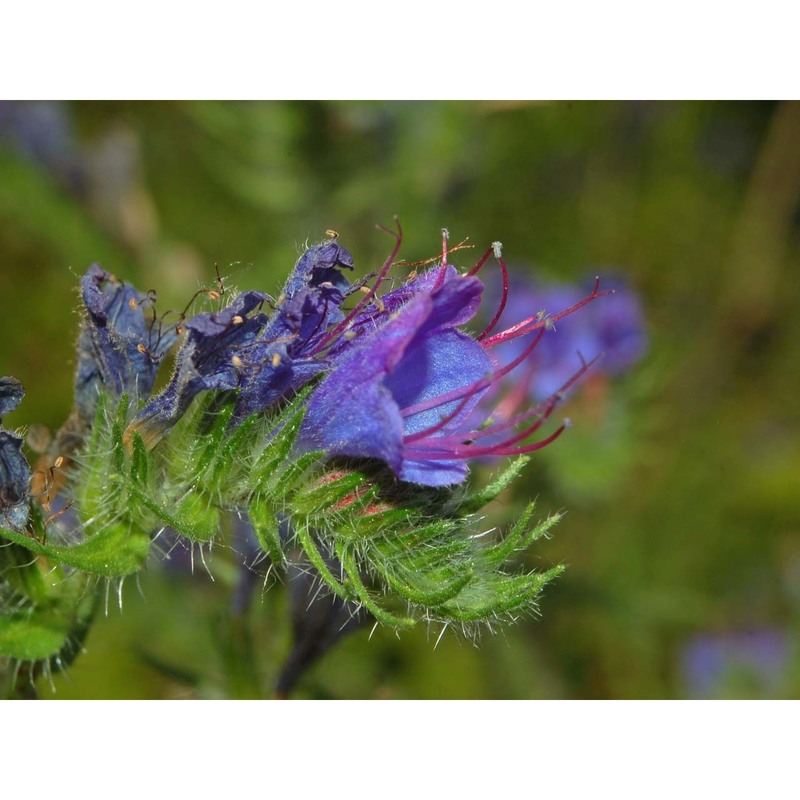 echium vulgare l.