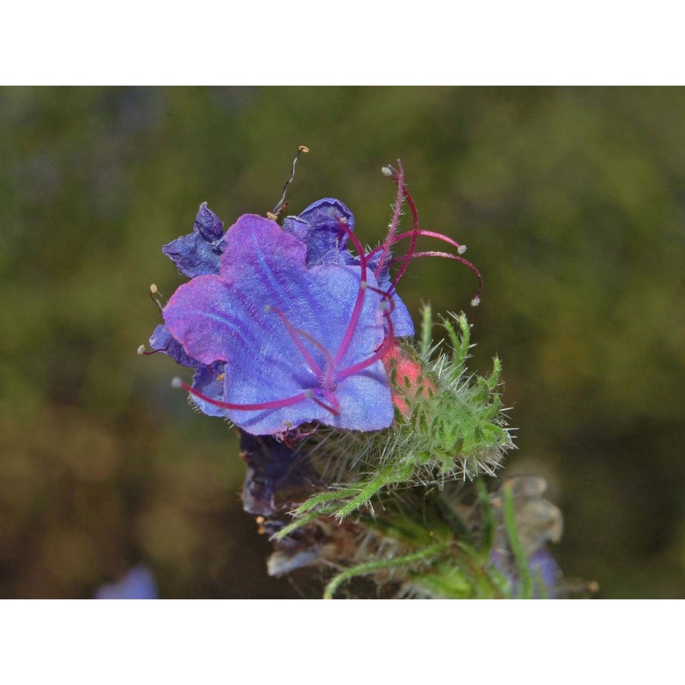 echium vulgare l.