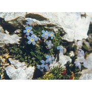 eritrichium nanum (l.) schrad. ex gaudin
