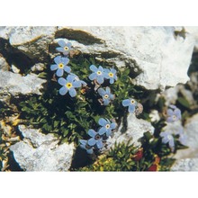 eritrichium nanum (l.) schrad. ex gaudin