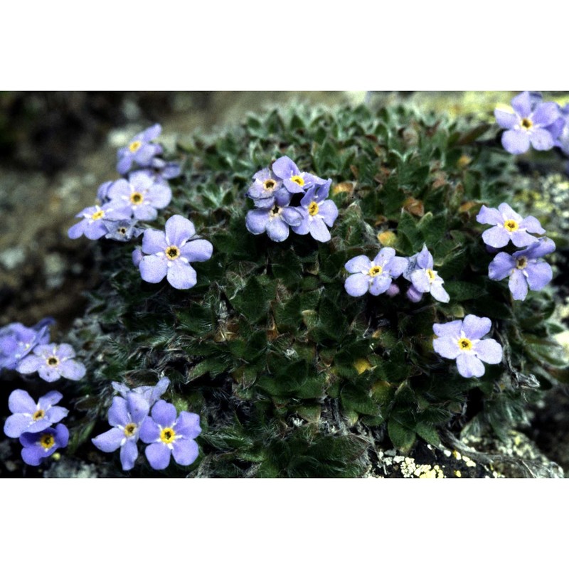 eritrichium nanum (l.) schrad. ex gaudin