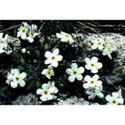 eritrichium nanum (l.) schrad. ex gaudin