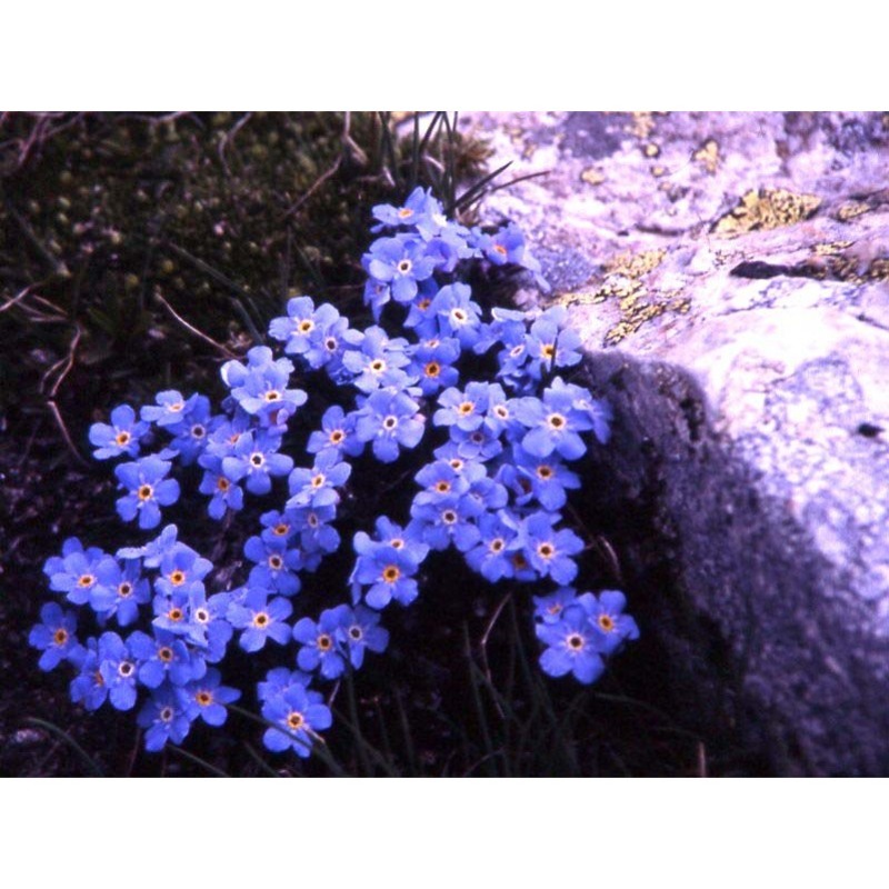 eritrichium nanum (l.) schrad. ex gaudin