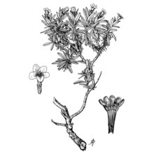 glandora rosmarinifolia (ten.) d. c. thomas