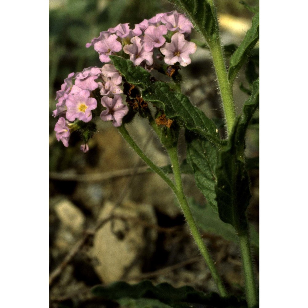 heliotropium amplexicaule vahl