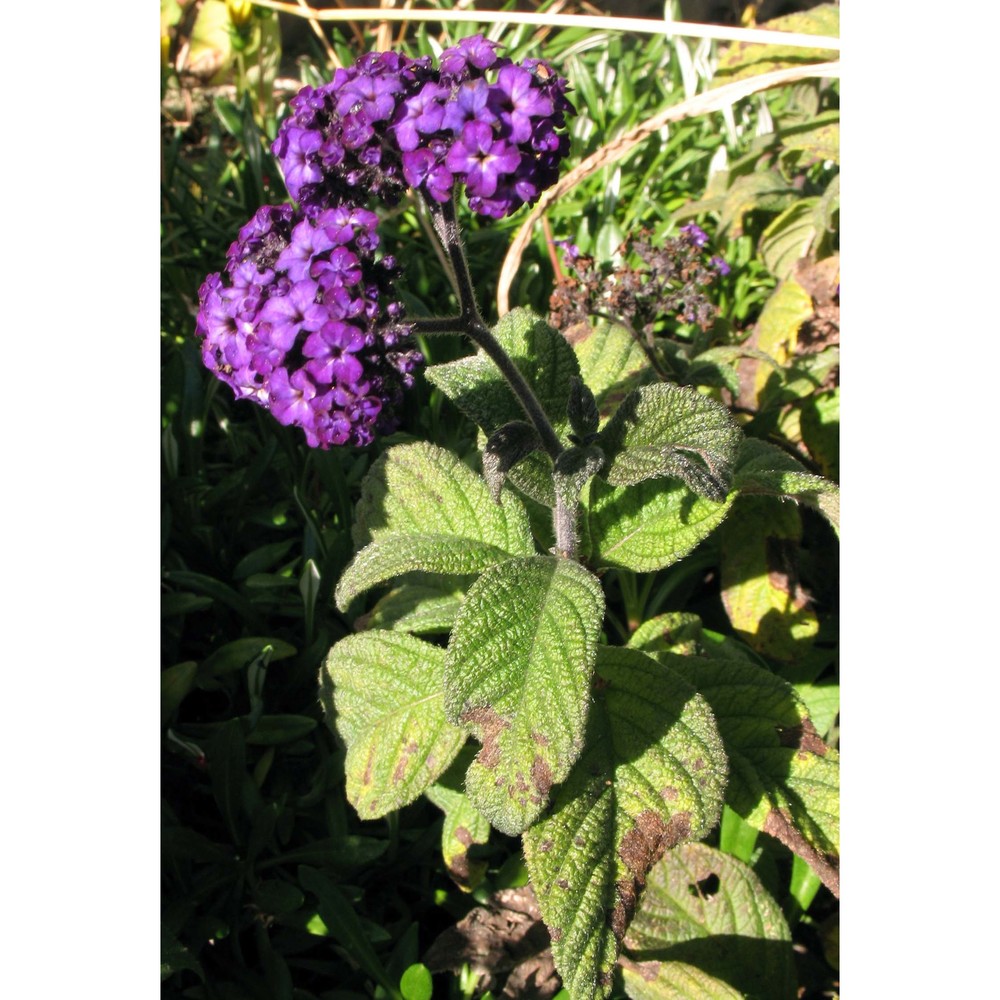 heliotropium arborescens l.