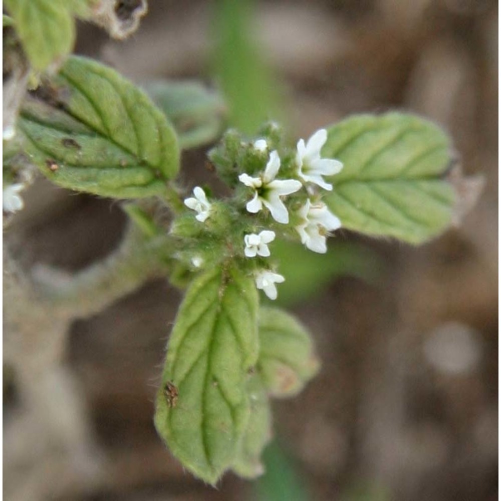 heliotropium suaveolens m. bieb.