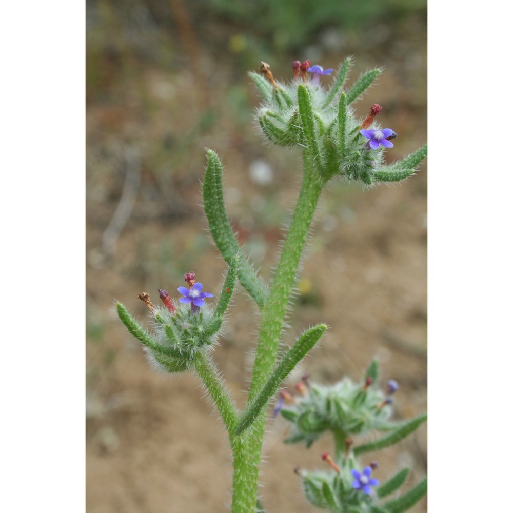 hormuzakia aggregata (lehm.) gușul.