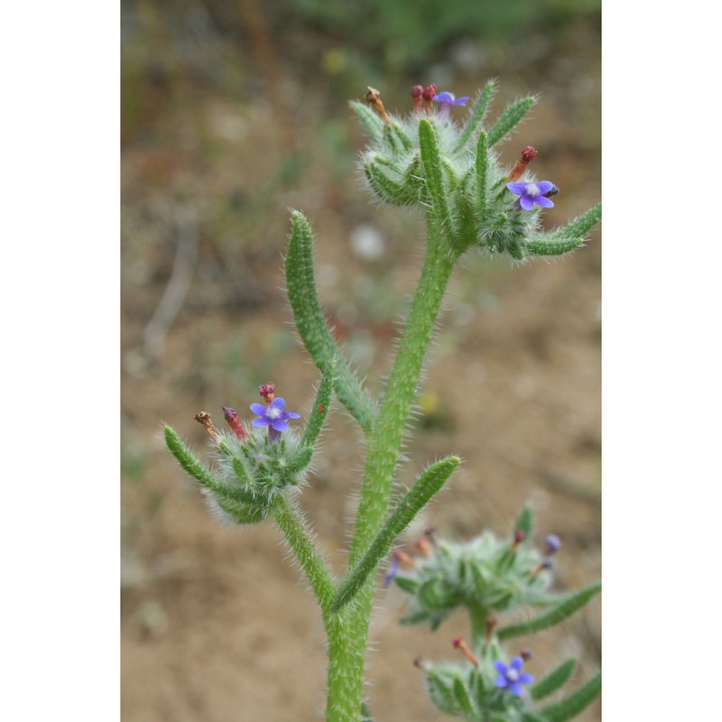 hormuzakia aggregata (lehm.) gușul.